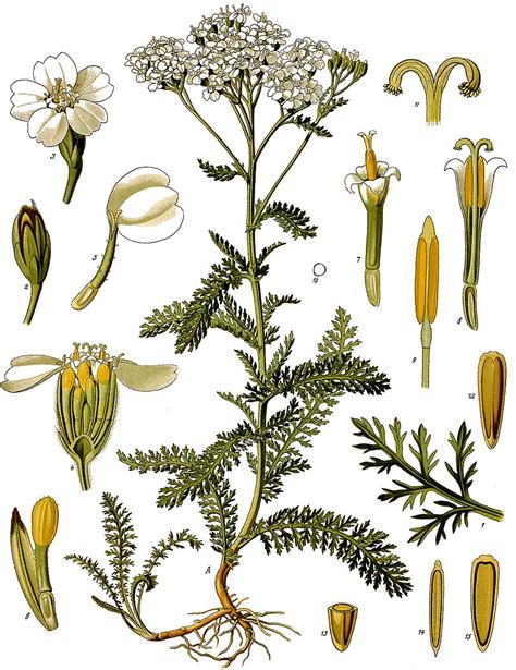 Ilustrácia rastliny rebríček obyčajný
