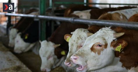 Umelá inseminácia hovädzieho dobytka