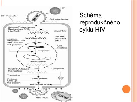 Schéma reprodukčného cyklu vačice krátkochvostej