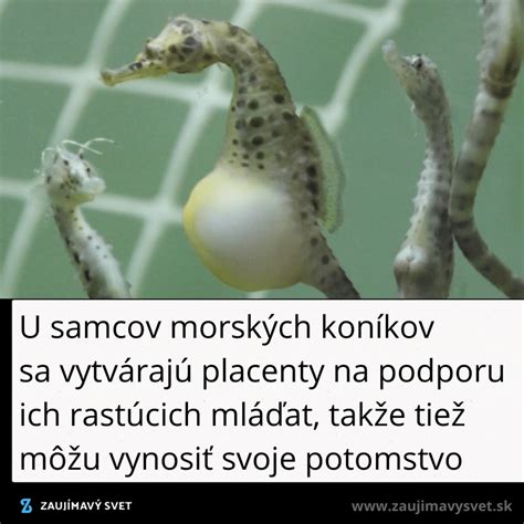 Samček morského koníka s mláďatami vo vaku
