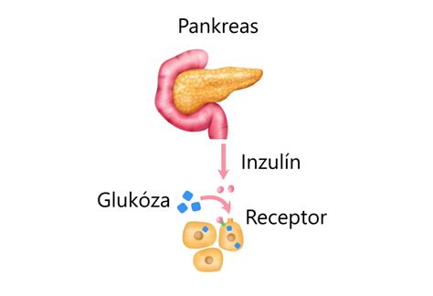 Schéma produkcie inzulínu v pankrease