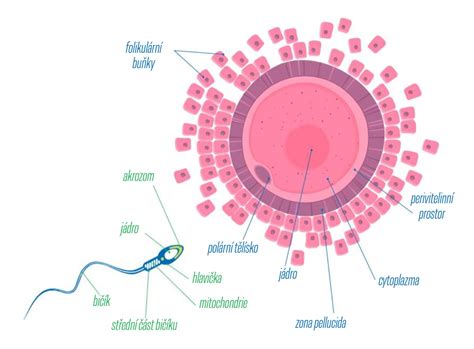 Vizualizácia spermie a vajíčka