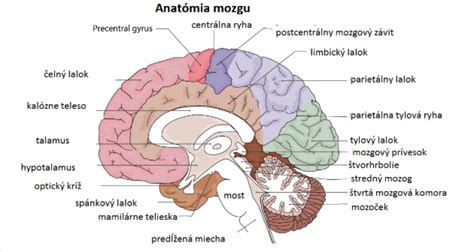 Ilustrácia mozgu s vyznačenými nervovými spojeniami