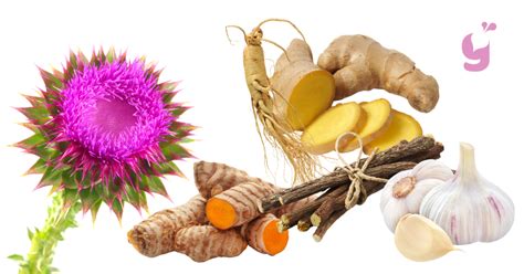 Bylinky na podporu pečene