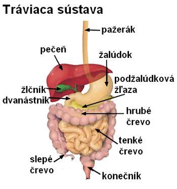 Mapa detskej tráviacej sústavy
