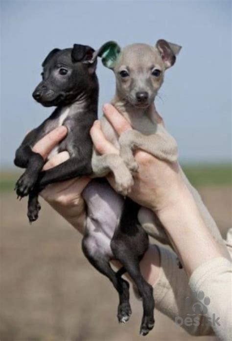 Šteniatko talianskeho chrtíka