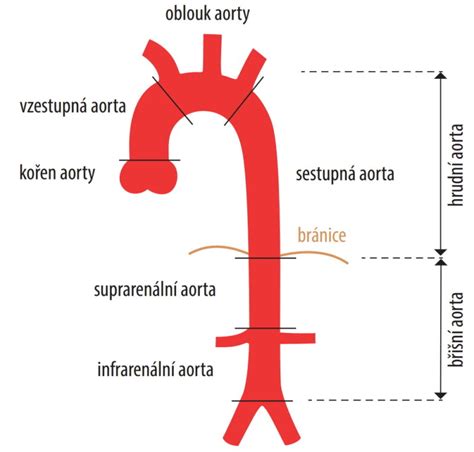 Anatómia aorty a jej vetiev