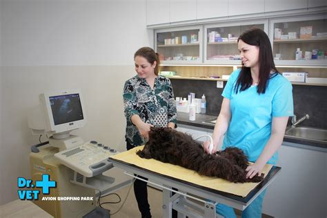 Veterinárny lekár vyšetruje psa