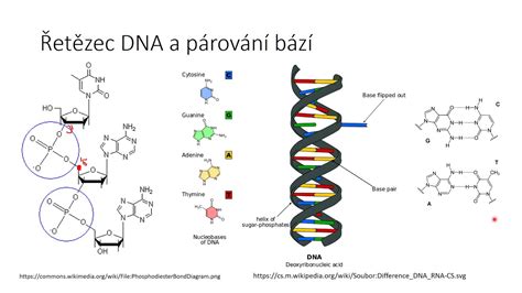 Štruktúra DNA a princíp komplementarity báz