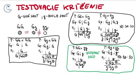 Punnettov štvorček pre testovacie kríženie