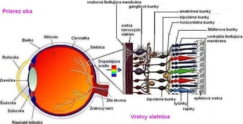Schematické znázornenie oka a sietnice