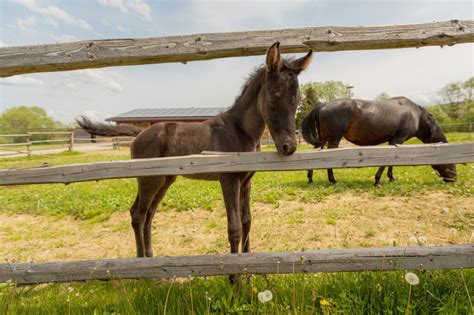 Narodenie žriebätka na farme