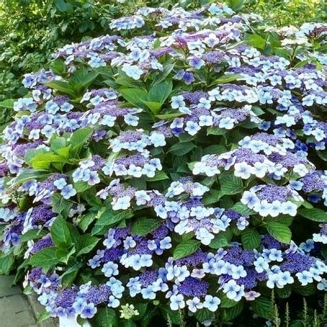 Hortenzia Bluebird