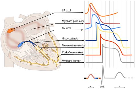 Ilustrácia srdca pre EKG