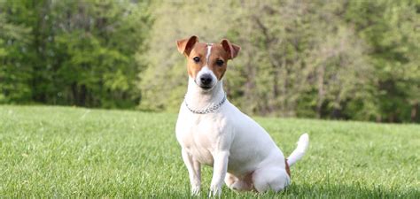 Jack Russell teriér pri hre