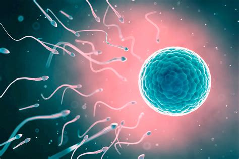 Ilustračná schéma procesu IVF