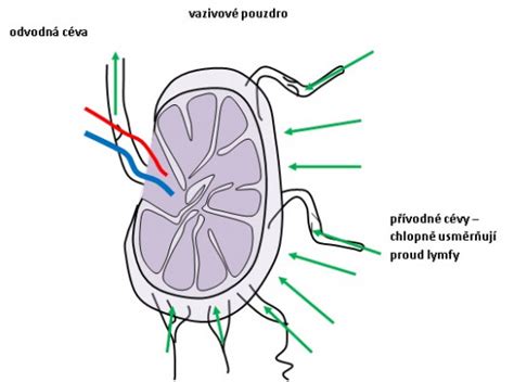 Schéma biologických účinkov ultrazvuku