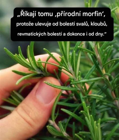 Obrázok rôznych bylín používaných v ľudovom liečiteľstve