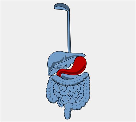 Ilustrácia tráviaceho systému dieťaťa