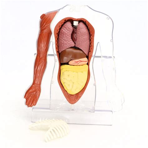 Anatomický model úst dieťaťa s cumlíkom