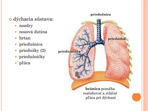 Schéma fyziologického cumlíka s popisom častí