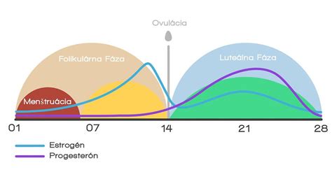 Kolísanie hladín hormónov počas menštruačného cyklu