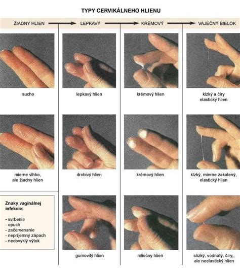 Typy cervikálneho hlienu počas cyklu