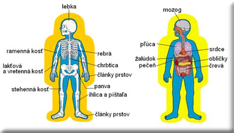 Ľudské telo a jeho orgány