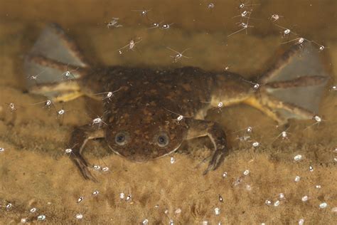Africká žabka Xenopus laevis