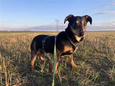 fotografia psíka Arturka