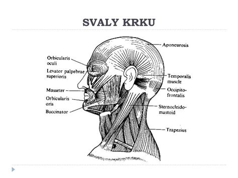 Ilustrácia svalov krku a hlavy
