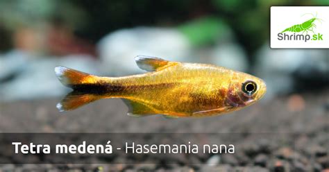 Tetra medená v akváriu