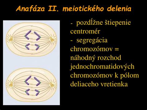 Schéma chromozómov a ich delenia