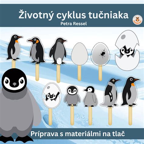 Samec tučniaka cisárskeho zahrievajúci vajíčko
