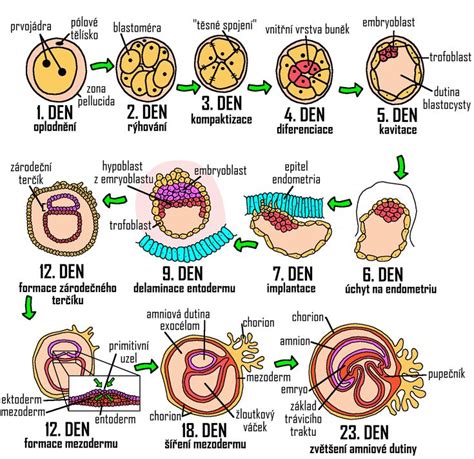 Infografika časovej osi vývoja embrya po embryotransfere