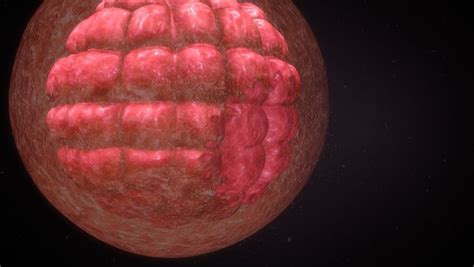 Proces oplodnenia a delenia buniek