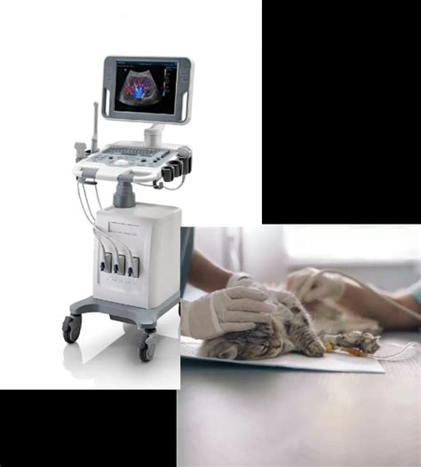 Obrázok zobrazujúci aplikáciu ultrazvuku s kontaktným gélom a aplikáciu pod vodou