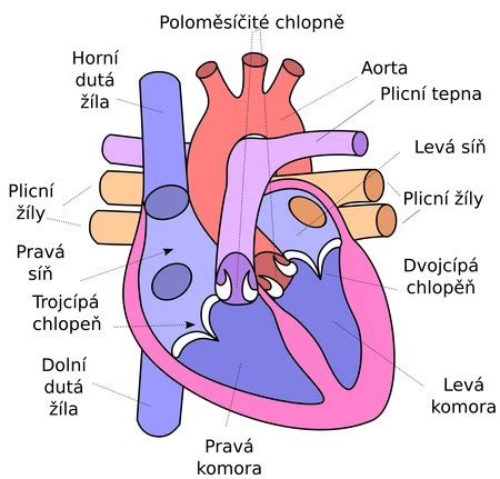 Schematické znázornenie srdca s vyznačenými štruktúrami