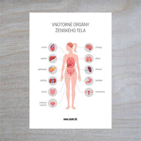 Infografika zobrazujúca ženské reprodukčné orgány