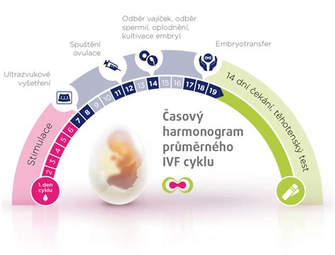 infografika porovnávajúca úspešnosť IVF cyklov