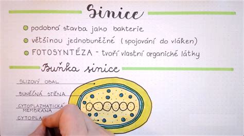 Mikroskopický záber embrya
