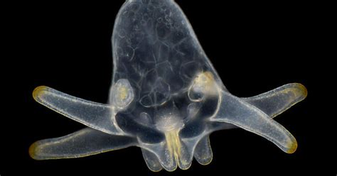 Embryá pod mikroskopom