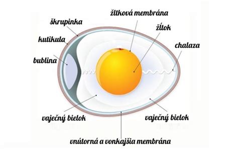 štruktúra embrya