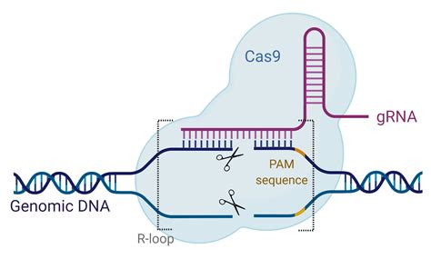 Ilustrácia techniky CRISPR-Cas9
