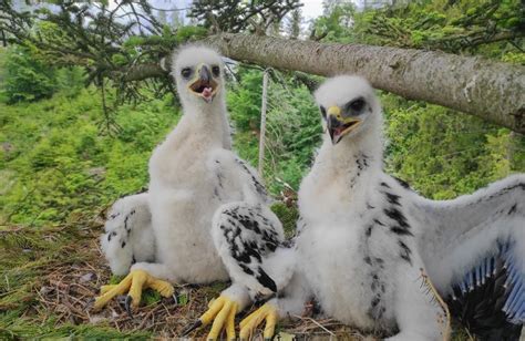 Rozšírenie orla skalného