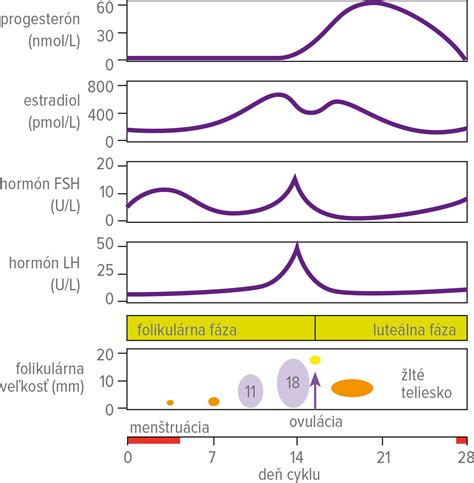 Graf zobrazujúci hladinu hormónov počas menštruačného cyklu s vyznačenou ovuláciou a účinkom progesterónu