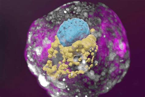 Schéma vkladania ľudských kmeňových buniek do prasiatého embrya