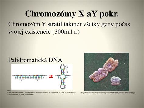Chromozómy X a Y a dedičnosť