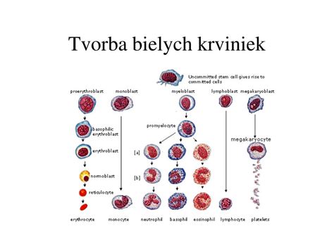 Ilustrácia bielych krviniek