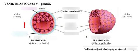 štruktúra blastocysty